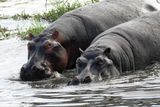 Hippos