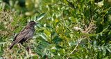 Yellow winged blackbird