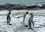 King penguins