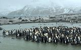King penguins