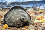 Fur seal/Gritviken