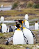 King penguins/Fortuna Bay
