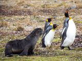 Fur seal bothers king penguins