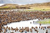 King penguin rookery/Fortuna Bay