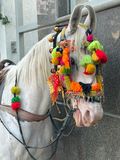 Grooms horse