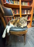 working cat/Sydney/Nova Scotia