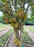 Jackfruit tree