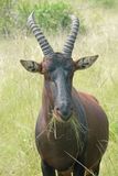 Topi