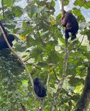 Young mountain gorillas