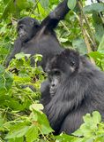 Mountain gorillas