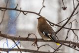 Cedar Waxwing / Jaseur dAmérique