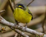 YELLOW-LORED TODY-FLYCATCHER
