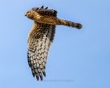 NORTHERN HARRIER ♀