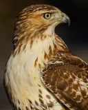 RED-TAILED HAWK