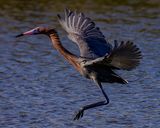 REDDISH EGRET