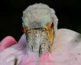 ROSEATE SPOONBILL