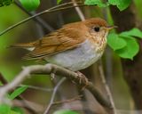 VEERY