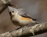 TUFTED TITMOUSE