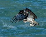 OSPREY