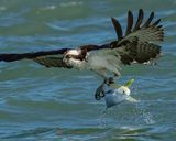 OSPREY