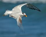 ROYAL TERN