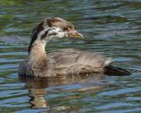 PIED-BILLED GREBE (Juvenile)