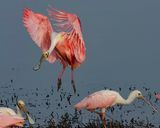 ROSEATE SPOONBILL