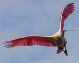 ROSEATE SPOONBILL