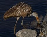 LIMPKIN
