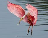 ROSEATE SPOONBILL