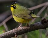KENTUCKY WARBLER