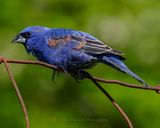 BLUE GROSBEAK