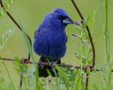 BLUE GROSBEAK