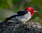RED-HEADED WOODPECKER