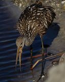 LIMPKIN