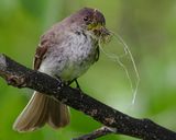 EASTERN PHOEBE