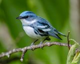 CERULEAN WARBLER
