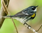 YELLOW-RUMPED WARBLER