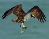 OSPREY