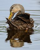 MOTTLED DUCK ♀