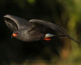 SNAIL KITE ♂