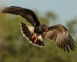 SNAIL KITE ♂