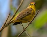 PALM WARBLER