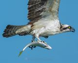 OSPREY