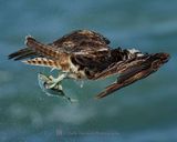OSPREY