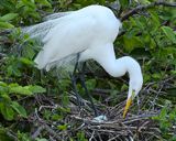 GREAT EGRET