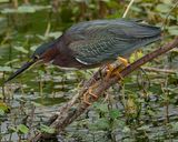 GREEN HERON