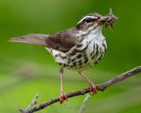 LOUISIANA WATERTHRUSH