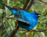 INDIGO BUNTING