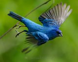 INDIGO BUNTING